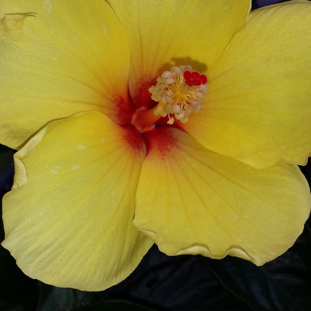 Meet your Posher, I.